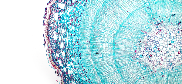 脂肪幹細胞イメージ